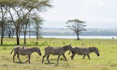 Zebras roaming in field — Stock Photo