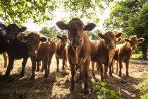 Herd of cows staring at camera — Stock Photo