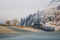 Alberi e un campo con gelo — Foto stock