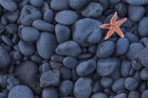 Starfish On Black Rocks — Stock Photo