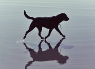 Собака ходить по воді — стокове фото