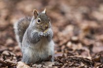 Squirrel on ground holding something — Stock Photo