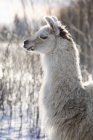 Lamas im Winter im Freien hinterleuchtet — Stockfoto