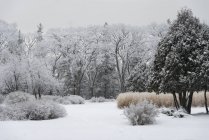 Bäume und Sträucher schneebedeckt — Stockfoto