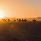 Kamele gehen bei Sonnenuntergang — Stockfoto