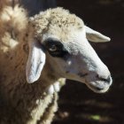 Fechar de uma cabeça de ovelha — Fotografia de Stock