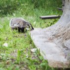 Curious American Badger — Stock Photo