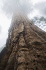 Parco Nazionale di Sequoia — Foto stock