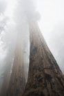 Parc national de Sequoia — Photo de stock