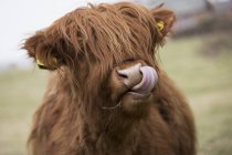 Highland gado lambendo lábios — Fotografia de Stock