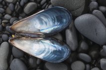 Blaue Muschel über Steinen — Stockfoto
