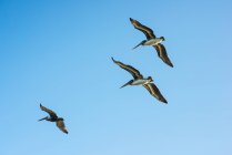 Braune Pelikane fliegen — Stockfoto