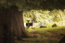 Due cervi in piedi insieme — Foto stock