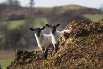 Zwei Schafe, die zusammen stehen — Stockfoto