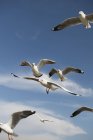 Fresh water gulls — Stock Photo