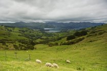 Вівці пасуться в полі — стокове фото
