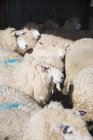 Овцы с голубой маркировкой — стоковое фото