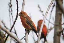 Red Crossbills perch — Stock Photo