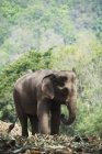 Слоненок идет против деревьев — стоковое фото