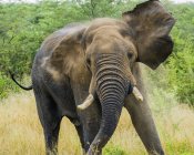 Excited elephant walking — Stock Photo