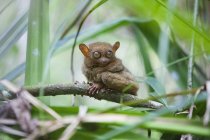 Wild Tarsier si siede sul ramo — Foto stock