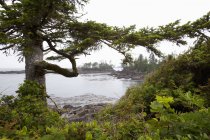 Landschaft auf wildem Pazifikpfad — Stockfoto