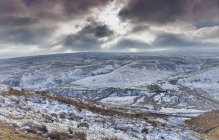 Ovejas pastando en paisaje nevado - foto de stock