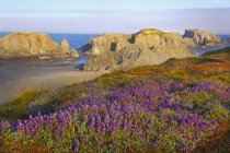 Wildblumen und Felsformationen entlang der Küste — Stockfoto