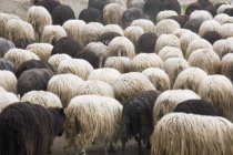 Flock Of Sheeps outdoors — Stock Photo