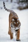 Сибірський тигр у снігу — стокове фото