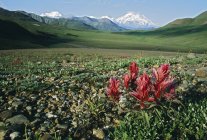 Tundra Flowers With Mount — Stock Photo