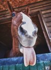 Pferd mit herausgestreckter Zunge — Stockfoto