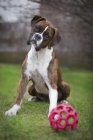 Boxer cão senta-se com bola — Fotografia de Stock