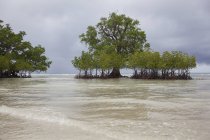 Árboles de manglar en la costa - foto de stock