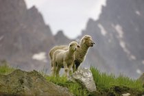Pecore in montagna in piedi a terra — Foto stock