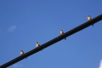 Barn Swallows sitting On Wire — Stock Photo