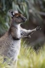 Kangourou gris oriental — Photo de stock
