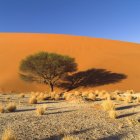 Дерево в пустыне, Намибия — стоковое фото