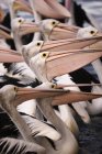 Австралийские пеликаны сидят в ряд — стоковое фото