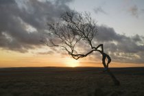 Einblättriger Baum — Stockfoto
