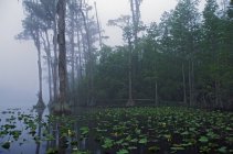 Morning Fog In Swamp water — Stock Photo