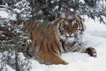 Siberian tiger reclines in snow — Stock Photo
