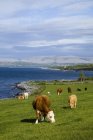 Коровы, пасущиеся на зеленой траве — стоковое фото