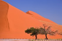 Duna de areia com algumas árvores — Fotografia de Stock