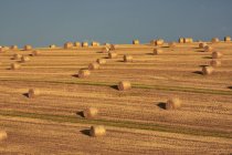 Hay Bales After Harvest — Stock Photo