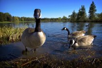 Канада гусей в озеро — стокове фото