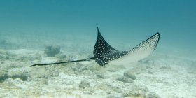 A Spotted Eagle Ray — Stock Photo
