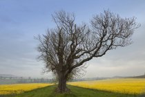 Árvore solitária na borda do campo — Fotografia de Stock