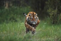 Tigre siberiano húmedo - foto de stock