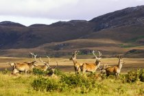 Männliche Hirsche streifen durch Hügel — Stockfoto
